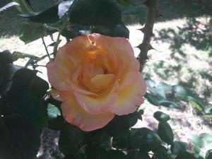 Fine 5 bedroom Farmhouse