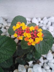 Doctor Guest House img37