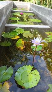 Centro Social Ecoturistico La Alberca