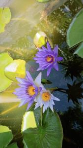 Centro Social Ecoturistico La Alberca