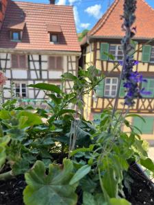 Appartements Logement cocooning aux anciennes portes de Strasbourg : Appartement 1 Chambre