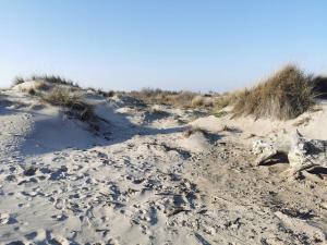 Appartements Plages de camargue et logement dans un site calme de reve : photos des chambres