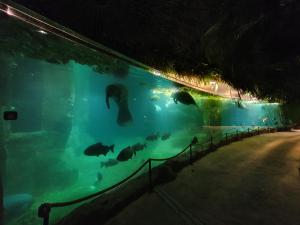 Maisons de vacances Gite de la Guernouille : photos des chambres