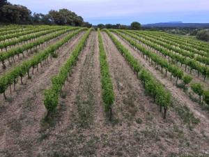 Maisons de vacances IN THE HEART OF PROVENCAL WINERY WITH PRIVATE POOL : photos des chambres