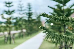 BaanSuan Marigold บ้านสวนมาลีโกลด์