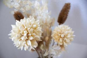 NOVA - See APT 22 I Phantasialand I Cologne I Bonn