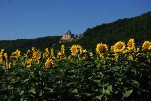 Maisons de vacances Great house- swimmingpool and jacuzzi -10km from Sarlat La Caneda : photos des chambres