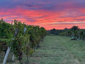 Sejours chez l'habitant Chambres d-hotes Le Coeur des Vignes : photos des chambres