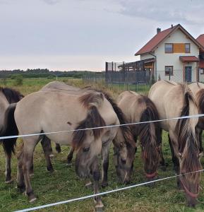 Słowińskie Widoki domki Flora, Fauna, noclegi Smołdziński Las