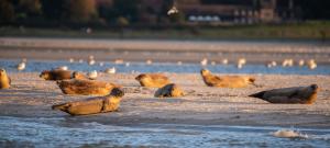 Maisons de vacances Maison familiale en Baie de Somme a Ault : photos des chambres