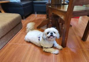 2 to 8 Staycation Tagaytay Albizia, free parking, cooking, pet friendly, wifi, netflix, nearby La Mariposa