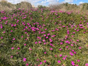 Saint James Park downstairs