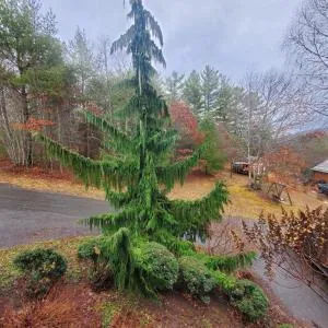 Evergreen Retreat - Obids