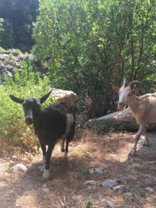 Appartements Balagne ile rousse et Calvi : photos des chambres