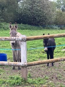 B&B / Chambres d'hotes LE MONTESSER : photos des chambres