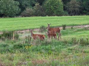 Le pré de Régine et Joseph