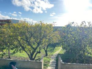 House of green leaves