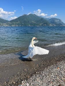 Luxury Apartment Lake Como