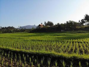 Bali Beach Eco Villas Bali Batu Beach Hut