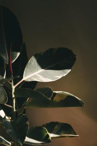 Modern Tropical 3BR villa Seseh, Canggu