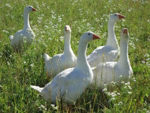 Agriturismo Al Gelso