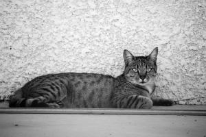 Appartements Tokyo le magnifique T2 : photos des chambres