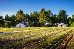 Maisons d'hotes A Ventoux Yourte : photos des chambres