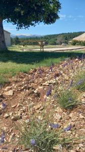 Maisons d'hotes A Ventoux Yourte : Suite Familiale