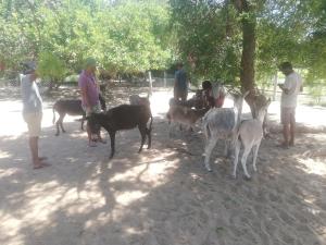 Donkey clinic and education center