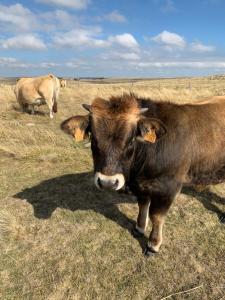 Maisons de vacances La grange en Aubrac : photos des chambres