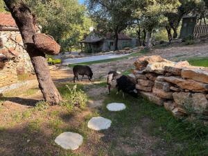 Maisons de vacances Les jardins d'Isa : photos des chambres