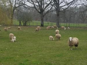 Maisons de vacances Gite El Camillou: Cozy farmhouse for groups, families, and friends. : photos des chambres