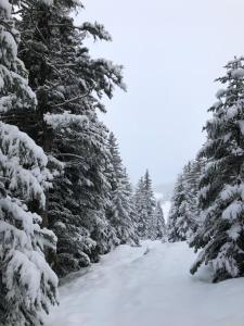 Appartements Chamrousse 1700 - Silenes A32 - Les Domaines de l-Arselle : photos des chambres