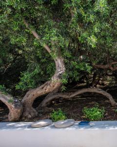 Vico San Lorenzo - Camere a Salina