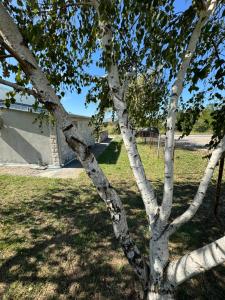 Apartments Airport Golubovci