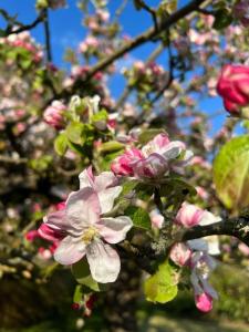 Schöne helle DG Wohnung in der Altstadt Schwerin