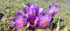 Albergo Diffuso Il Mandorlo img57