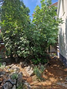 Seaside holiday house Starigrad, Paklenica - 21352 