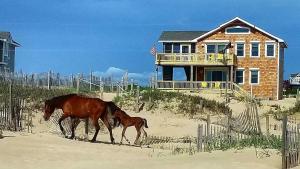 OCEANFRONT, 4-wheel drive area, Wild Horses, Ocean Views! 4x1662, Dolphin Watch