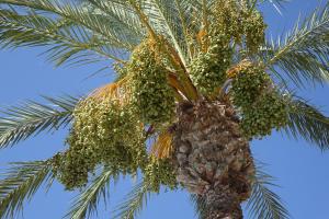 The Heart of Hacienda Riquelme