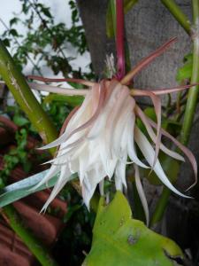 Casa Flora Garden Studio (Gite)