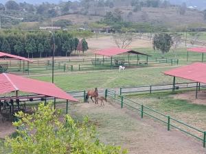 Apartamento Campestre