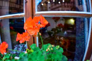 Appartements Chaud'Vin : photos des chambres