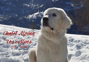 Chalets Chalet Alpina : photos des chambres