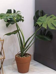 Căn hộ 2 phòng ngủ - đỗ xe máy miễn phí