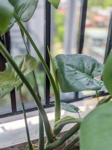 Căn hộ 2 phòng ngủ - đỗ xe máy miễn phí