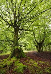 Casa rural La Bárcena Saja
