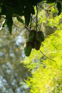 Unawatuna Villa Bird Nest