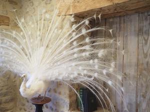 Villas Domaine des Balmes : photos des chambres