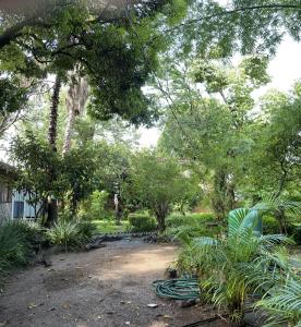 LA CASA DE LOS MANGOS AJIJIC
